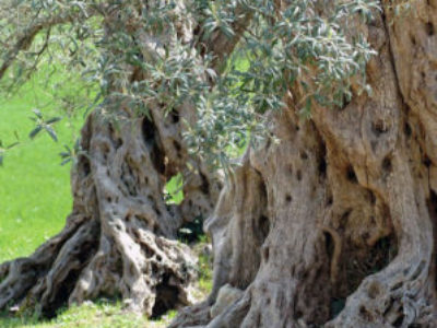 シチリア島のオリーブの木