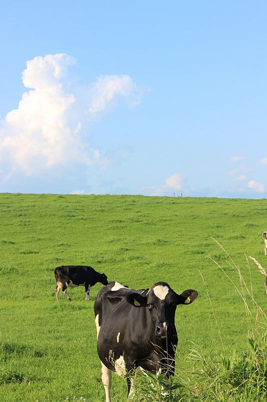 黒木牧場の乳牛たち