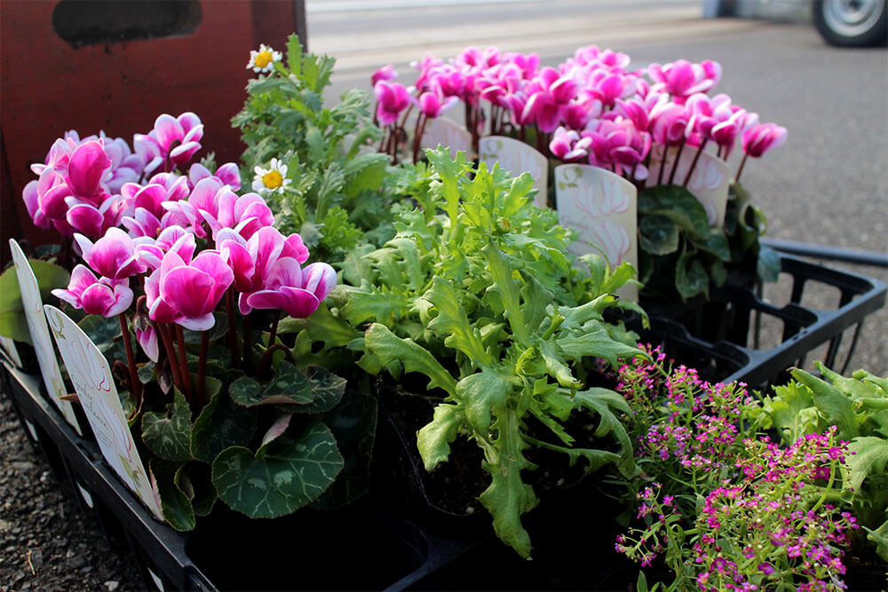 冬の花、ピンクのシクラメン